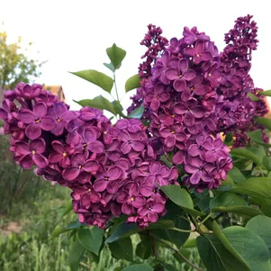 Сирень Анна Шиач
Сирень Анна Шиач
