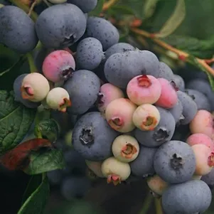 Голубика Нельсон
Голубика Нельсон