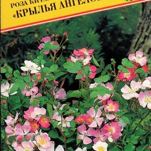Роза китайская Крылья Ангелов 20 шт, Престиж
Роза китайская Крылья Ангелов 20 шт, Престиж