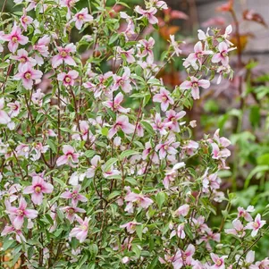 Чубушник Петит Парфюм Пинк
Чубушник Петит Парфюм Пинк