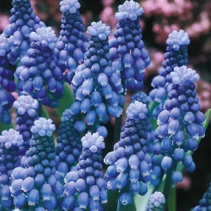 Мускари Суперстар 10 шт
Мускари Суперстар 10 шт