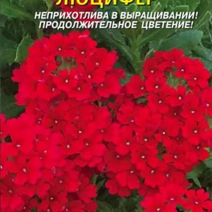 Вербена Люцифер 0,05 г, Плазменные семена
Вербена Люцифер 0,05 г, Плазменные семена
