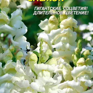 Львиный зев Снежок 0,1г, Плазменные семена
Львиный зев Снежок 0,1г, Плазменные семена