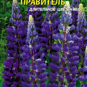 Люпин Правитель многолетний 0,45 г, Плазменные семена
Люпин Правитель многолетний 0,45 г, Плазменные семена