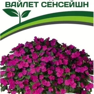 Бальзамин Вайлет Сенсейшн F1 Уоллера крупноцветковый 5 шт. Семена Партнер
Бальзамин Вайлет Сенсейшн F1 Уоллера крупноцветковый 5 шт. Семена Партнер