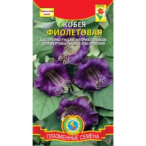 Кобея Фиолетовая 5 шт, Плазменные семена
Кобея Фиолетовая 5 шт, Плазменные семена