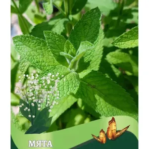 Мята Ландыш
Мята Ландыш