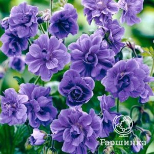 Герань садовая Пленум
Герань садовая Пленум