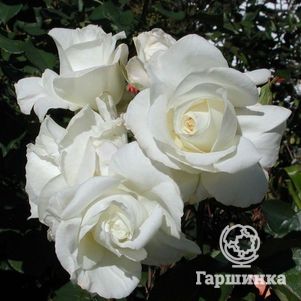 Роза Ивнинг Стар чайно-гибридная, Imperial Rose
Роза Ивнинг Стар чайно-гибридная, Imperial Rose