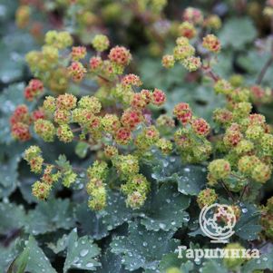 Манжетка красночерешковая
Манжетка красночерешковая