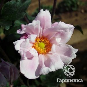 Анемона (Ветреница) японская Макс Фогель
Анемона (Ветреница) японская Макс Фогель