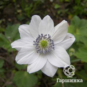 Анемона (Ветреница) Левилля
Анемона (Ветреница) Левилля