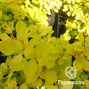 Барбарис Тунберга Эвита
Барбарис Тунберга Эвита