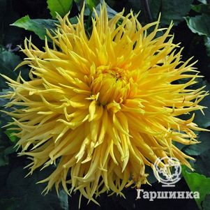 Георгина Энкор бахромчатая
Георгина Энкор бахромчатая