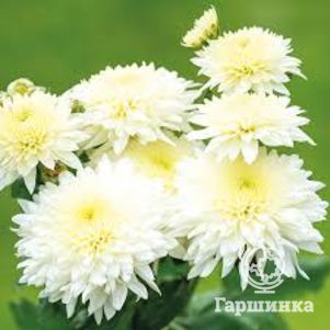 Хризантема Гомпай Вайт уличн.
Хризантема Гомпай Вайт уличн.