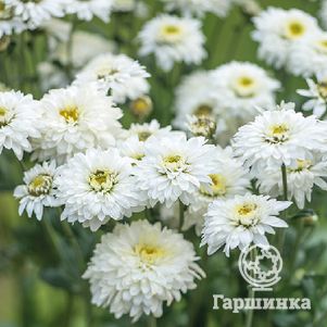 Хризантема Беппи Вайт уличн.
Хризантема Беппи Вайт уличн.