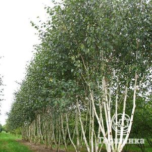 Береза Жакмана полезная
Береза Жакмана полезная