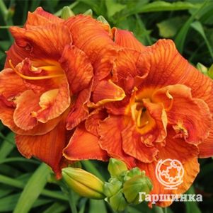 Лилейник Даблишес
Лилейник Даблишес