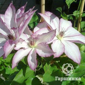 Клематис Омоширо крупноцветковый (2)
Клематис Омоширо крупноцветковый (2)