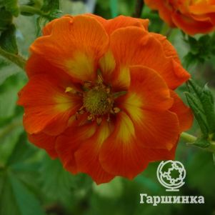 Лапчатка травянистая Вильям Роллиссон
Лапчатка травянистая Вильям Роллиссон