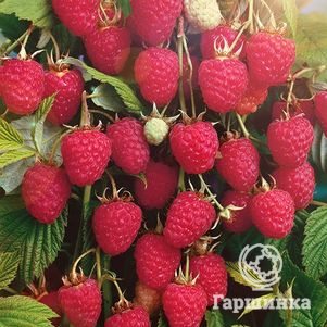 Малина Колокольчик красная
Малина Колокольчик красная