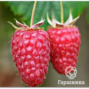 Малина Спутница
Малина Спутница