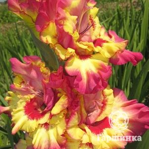 Гладиолус Марго
Гладиолус Марго