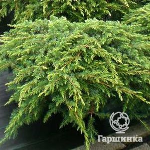 Можжевельник обыкновенный Репанда
Можжевельник обыкновенный Репанда