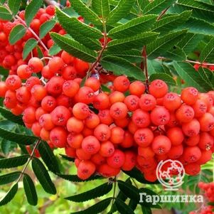 Рябина Невежинская сладкая крупноплодная (без горечи)
Рябина Невежинская сладкая крупноплодная (без горечи)