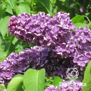 Сирень Аметист
Сирень Аметист