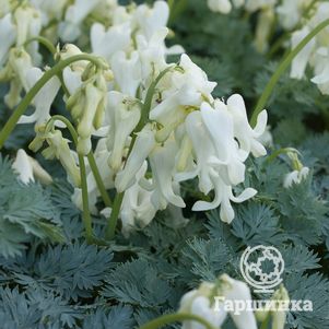 Дицентра красивая Айвори Хартс
Дицентра красивая Айвори Хартс