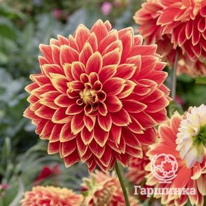 Георгина Дач Карнавал декоративная
Георгина Дач Карнавал декоративная