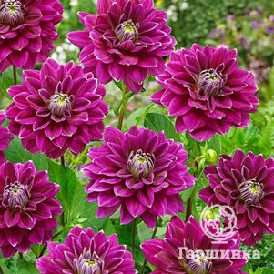 Георгина Малдини декоративная
Георгина Малдини декоративная