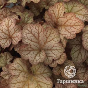 Гейхера Пино Грис
Гейхера Пино Грис