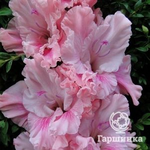 Гладиолус Катерина
Гладиолус Катерина