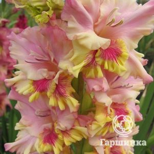 Гладиолус Праздничное Настроение
Гладиолус Праздничное Настроение