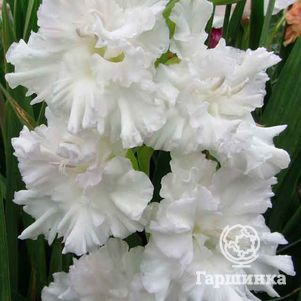 Гладиолус Снежная вьюга
Гладиолус Снежная вьюга
