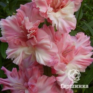 Гладиолус Загадочная Леди
Гладиолус Загадочная Леди