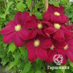 Клематис Хоши но Фламенко крупноцветковый (2)
Клематис Хоши но Фламенко крупноцветковый (2)