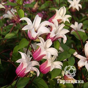 Клематис Принцесса Кейт мелкоцветковый (3)
Клематис Принцесса Кейт мелкоцветковый (3)