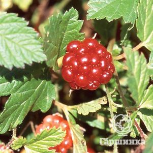 Княженика Астра
Княженика Астра