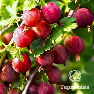 Крыжовник Балет
Крыжовник Балет