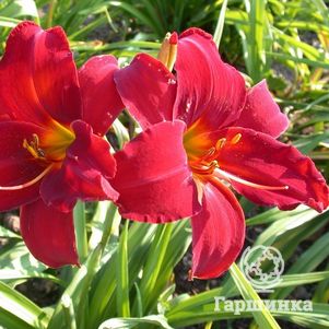 Лилейник Балтимор Ореол
Лилейник Балтимор Ореол