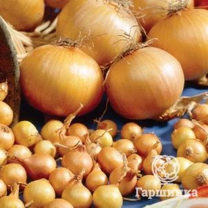 Лук-севок Центурион (длинный желтый) 0,5 кг
Лук-севок Центурион (длинный желтый) 0,5 кг