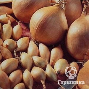 Лук-севок Коррадо F1 (желтый) 0,5 кг
Лук-севок Коррадо F1 (желтый) 0,5 кг