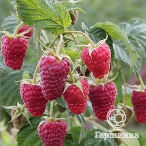 Малина Карамелька ремонтантная (от автора сорта!)
Малина Карамелька ремонтантная (от автора сорта!)