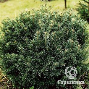 Пихта субальпийская Грин Глобе
Пихта субальпийская Грин Глобе
