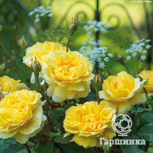 Роза Зе Поэтс Вайф, Д.Остин кустарниковая (лиц)
Роза Зе Поэтс Вайф, Д.Остин кустарниковая (лиц)