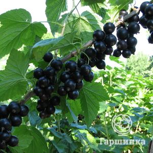 Смородина Лентяй черная (крупная ягода)
Смородина Лентяй черная (крупная ягода)