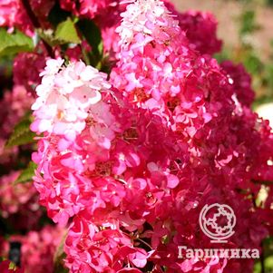 Гортензия Фрайз Мельба (Клубничная Мельба) метельчатая
Гортензия Фрайз Мельба (Клубничная Мельба) метельчатая